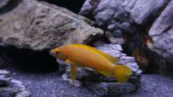 Besatz im Aquarium Vivaline Rocks