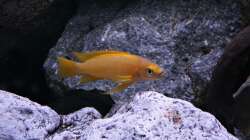 Besatz im Aquarium Vivaline Rocks