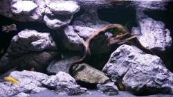 Aquarium Vivaline Rocks