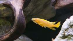 Neolamprologus leleupi