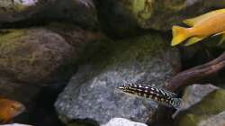 Besatz im Aquarium Vivaline Rocks