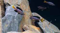 Cyprichromis leptosoma `Jumbo Kitumba`