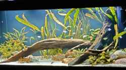 Aquarium Juwel Rio 450