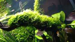 Pflanzen im Aquarium Juwel Rio 450