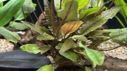 Cryptocoryne bekettii „petchi“