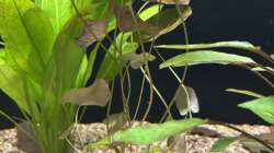 24.09.25 Nymphaea Lotus