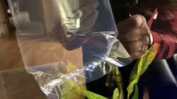 10.10.25 Sewellia lineolata bei der Eingewöhnung