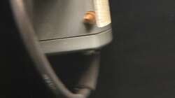 15.09.25 Nachwuchs von Taia naticoides