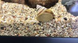 13.09.25 Pianoschnecke 2