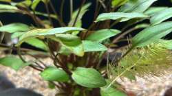 Cryptocoryne tropika