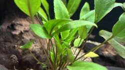 Cryptocoryne wendig green