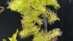 Ceratophyllum demersum