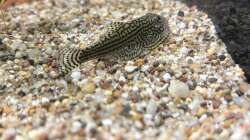 08.10.2025 Sewellia lineolata 2