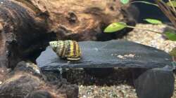 13.09.25 Pianoschnecke 1