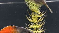 08.10.25 sewellia lineolata 1