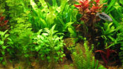 Pflanzen im Aquarium Becken 4353