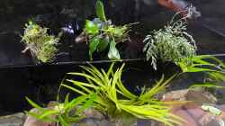 Pflanzen im Aquarium Myanmar _Gesellschaft