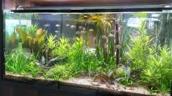 Aquarium Amazonien