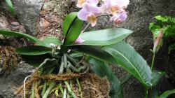 blühende aufgebundene Phalaenopsis-Hybride