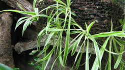 Chlorophytum comosum Ableger seitlich in den Pflanzkörben