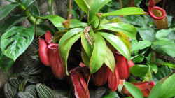 Nepenths ampullaria x Nepenthes ventricosa `Bloody Mary` ganze Pflanze