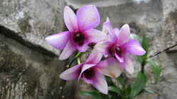 Dendrobium phalaenopsis Hybride Blüte (ist die gleiche wie die mit den Neutrieben)