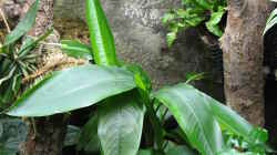 Heliconia psittacorum (Bananenverwandtschaft)