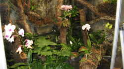 Orchideen in Blüte