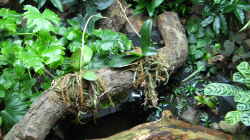 unter der `Brücke` mit Phalaenopsis-Hybriden befindet sich ein Miniteich