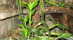 Dendrobium phalaenopsis Hybride frische Austriebe