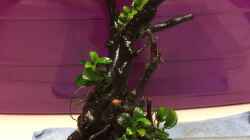 29.04.2021 kleine Moorkienwurzel mit Anubias bonsai
