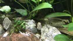17.02.22 Pelvicachromis taeniatus nigeria green Männchen