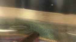 08.11.23 Ankunft Pelvicachromis taeniatus nigeria rot Männchen