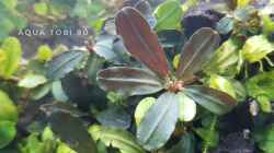 Schönheit der bucephalandra 