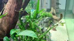 Dekoration im Aquarium AQ 01