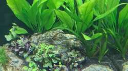 Pflanzen im Aquarium AQ 01