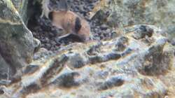 Besatz im Aquarium AQ 01