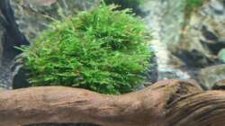 Pflanzen im Aquarium AQ 01