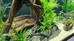 Dekoration im Aquarium AQ 01