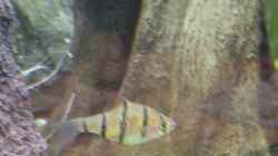 Fünfgürtelbarbe - Puntius pentazona