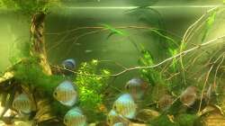 Besatz im Aquarium Uferbereich mit Flachwasserzone