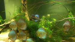 Besatz im Aquarium Uferbereich mit Flachwasserzone
