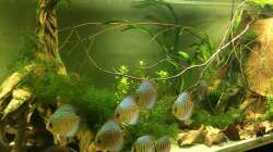 Besatz im Aquarium Uferbereich mit Flachwasserzone