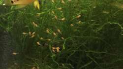 Besatz im Aquarium Uferbereich mit Flachwasserzone