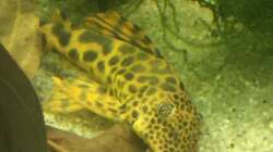 Besatz im Aquarium Uferbereich mit Flachwasserzone