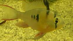 Besatz im Aquarium Uferbereich mit Flachwasserzone