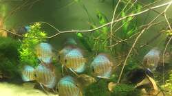 Besatz im Aquarium Uferbereich mit Flachwasserzone