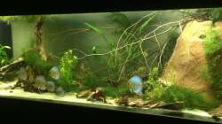 Aquarium Uferbereich mit Flachwasserzone