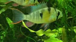 Besatz im Aquarium Uferbereich mit Flachwasserzone