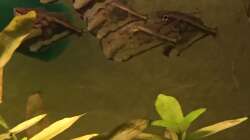 Besatz im Aquarium Uferbereich mit Flachwasserzone